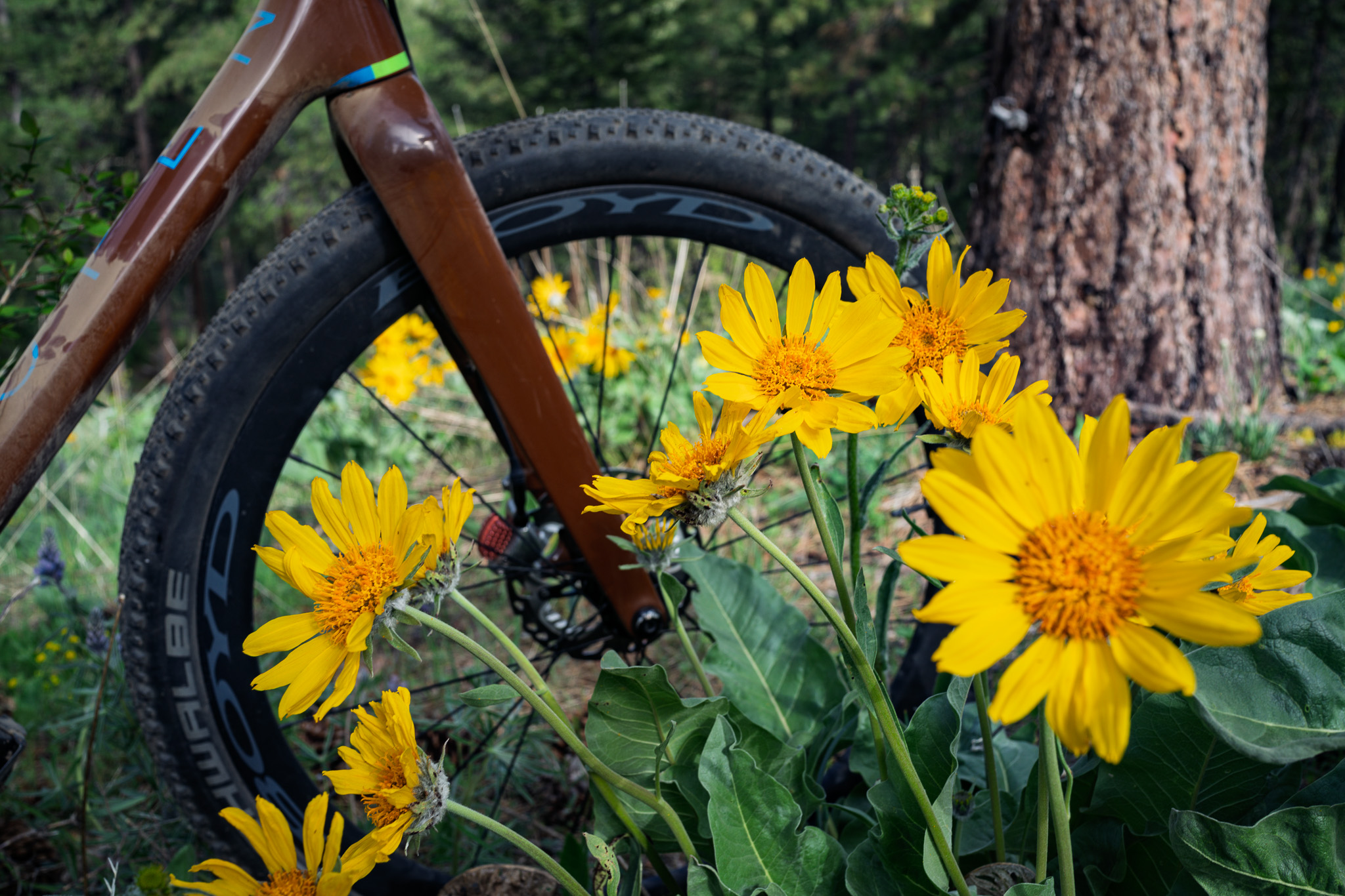Jocassee and wildflowers